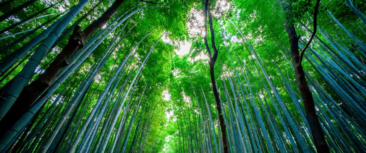 日本竹林风景3440x1440壁纸