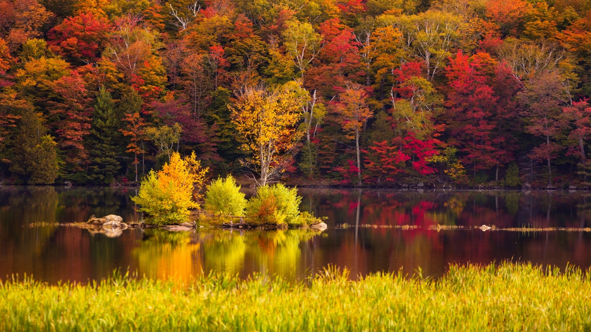 秋天的森林风景4k壁纸