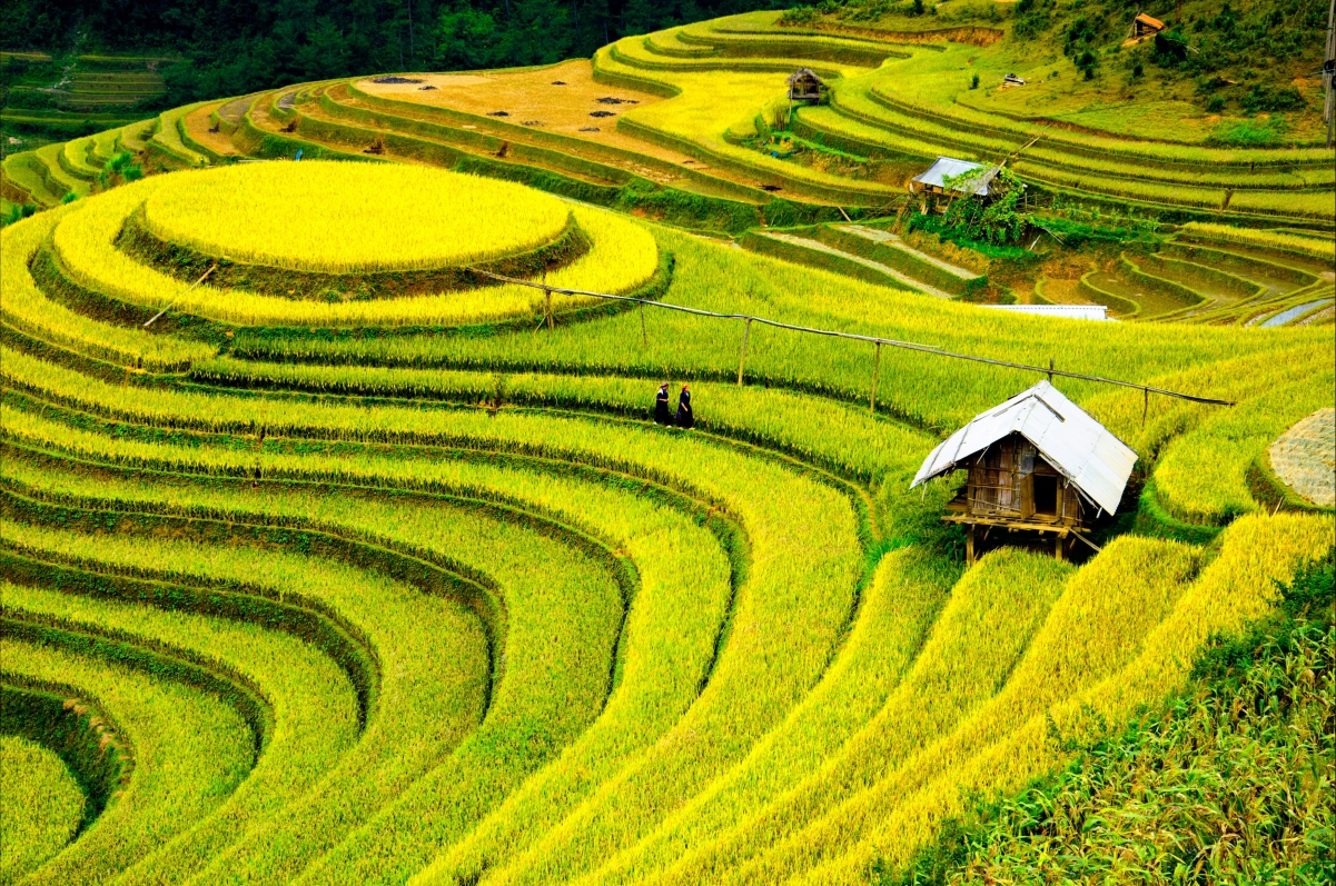 梯田水稻种植园4K风景壁纸图片