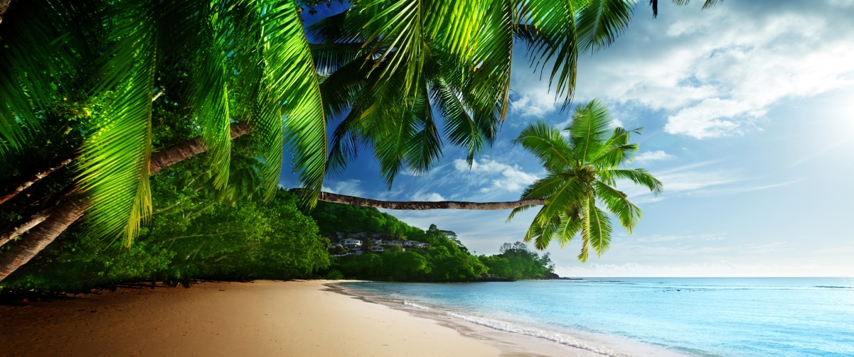棕榈树,海岸,海滩,蓝色的大海,3440x1440风景壁纸