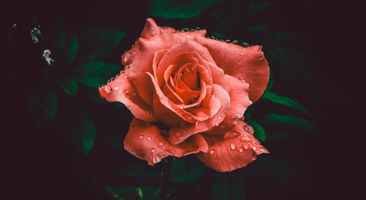 红玫瑰特写摄影4k图片