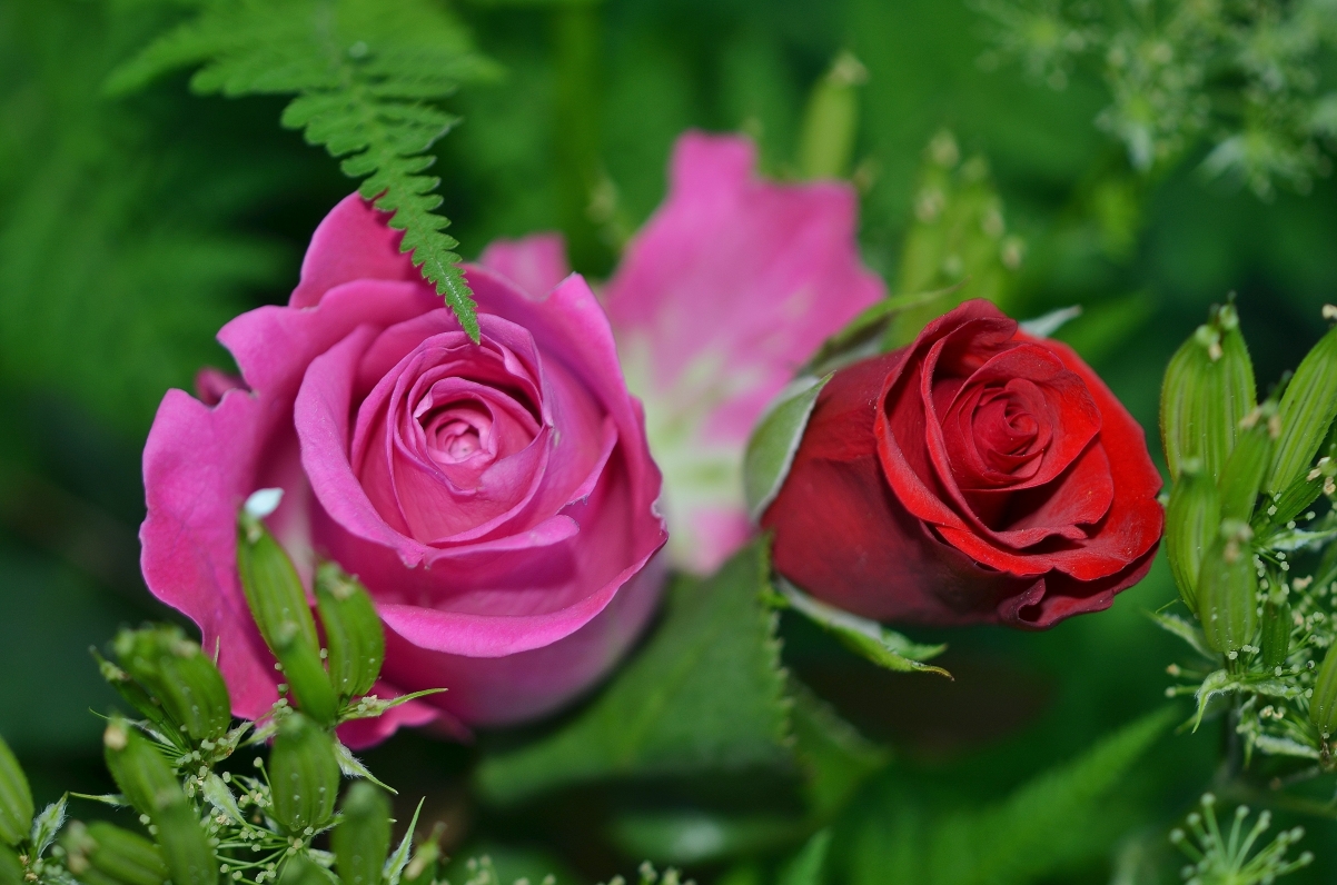 粉红色玫瑰花 自然特写 绿色叶 绿叶 鲜花 夏天 4k壁纸图片