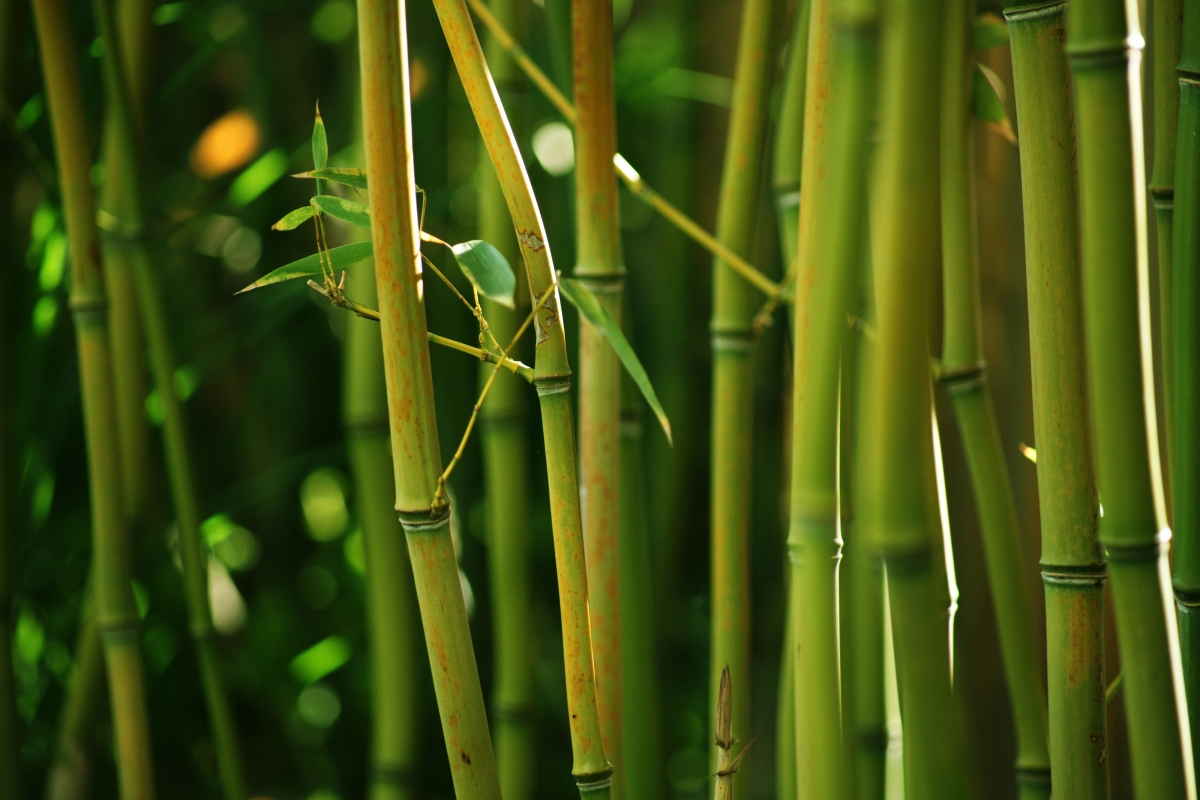 自然,竹子,竹茎灌木,绿色竹叶,高清4K竹子风景图片