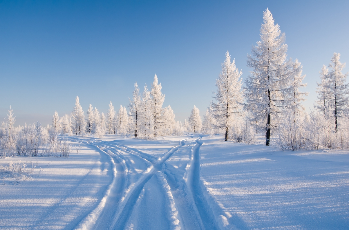 树,雪,冬天,自然的照片