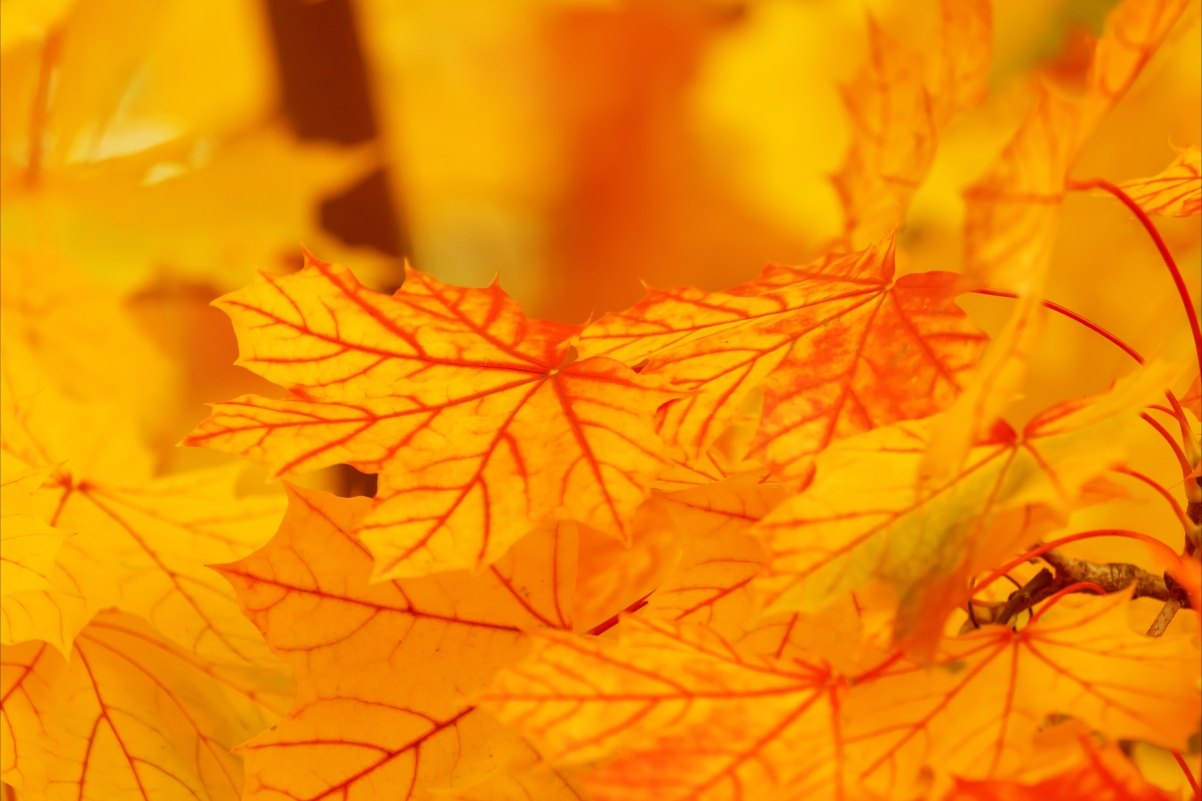 秋天 背景 颜色 秋天 叶子 枫叶 自然 5K壁纸