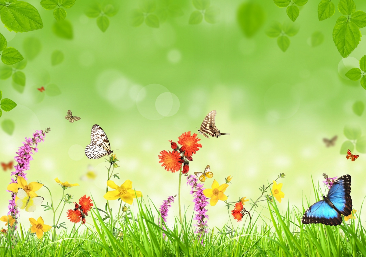 草,花,绿叶,蝴蝶背景图片