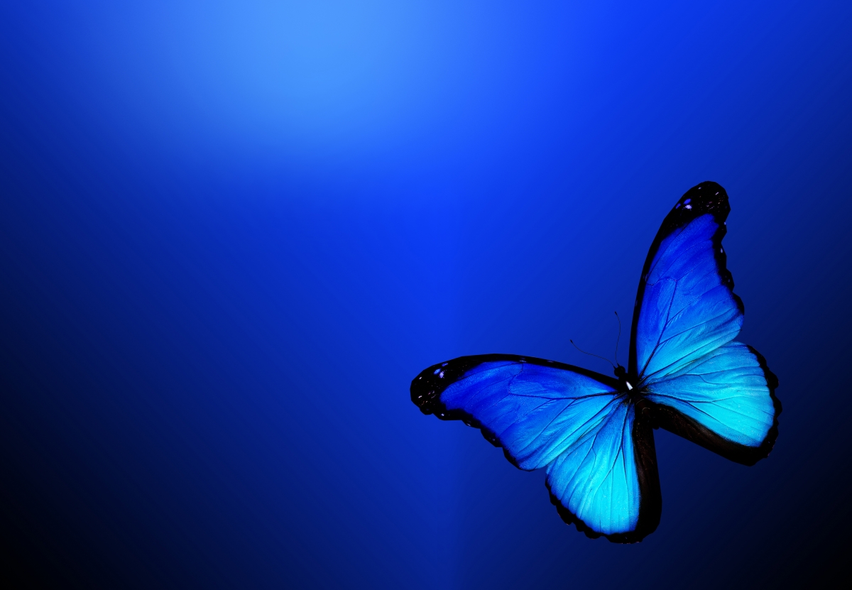 蓝色蝴蝶唯美4k壁纸