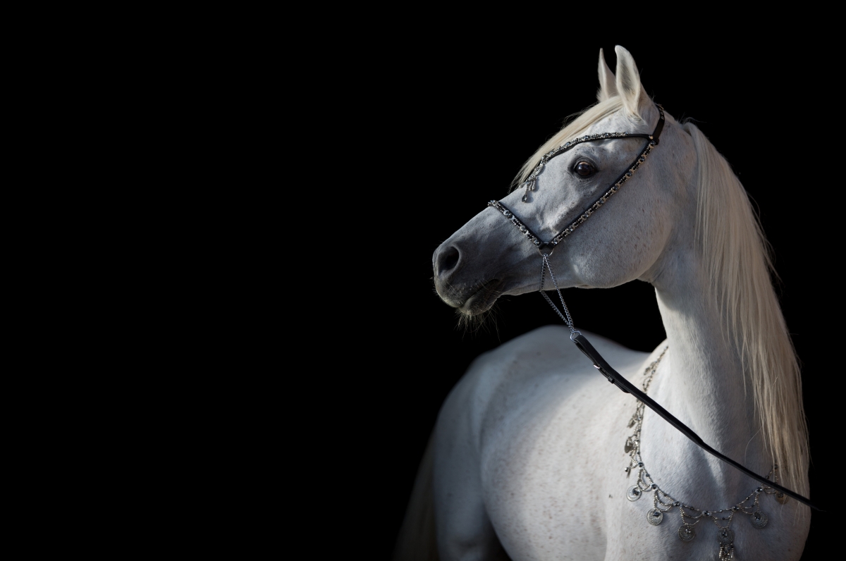 白色的马,黑色背景,白马5k图片