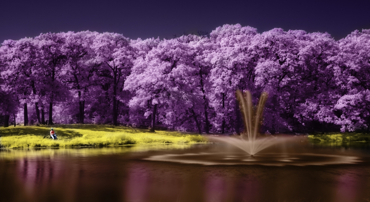 树 湖 紫色风景 唯美艺术 4K壁纸