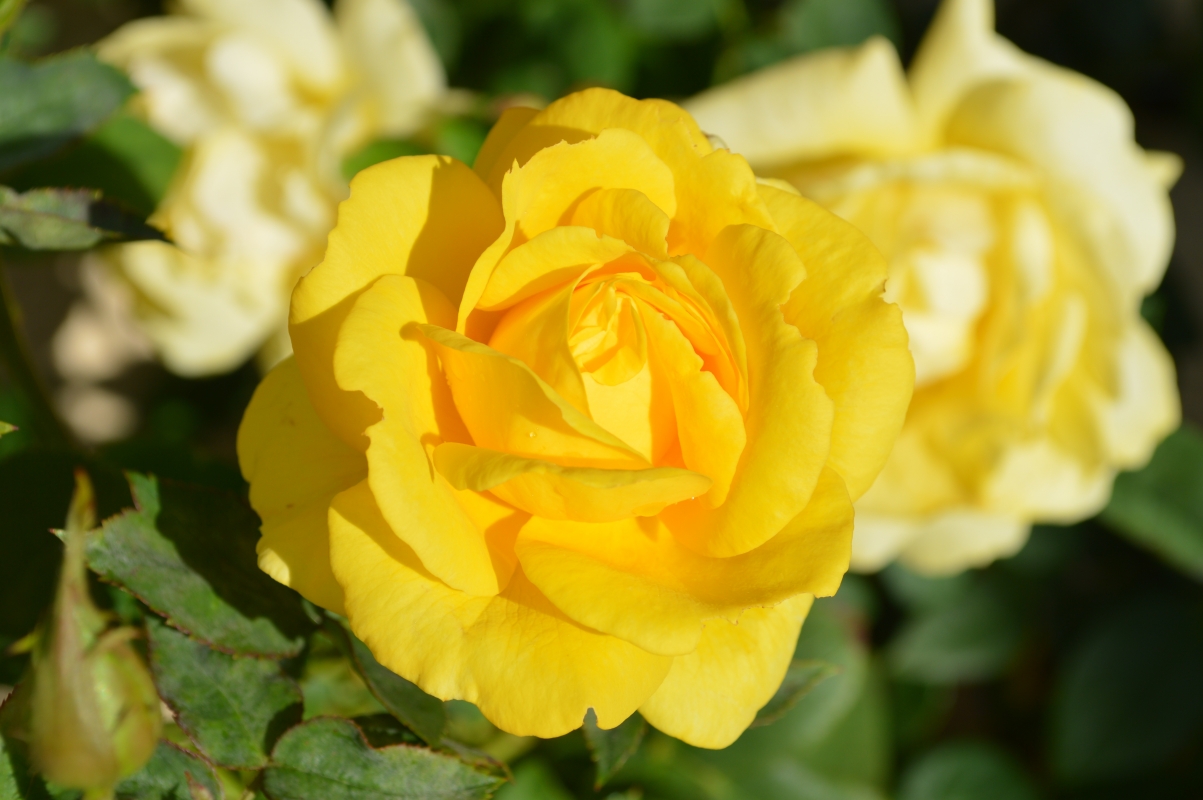 黄玫瑰6k图片