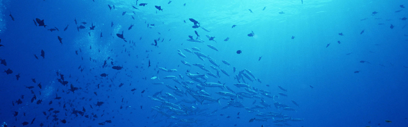 海底世界鱼群背景
