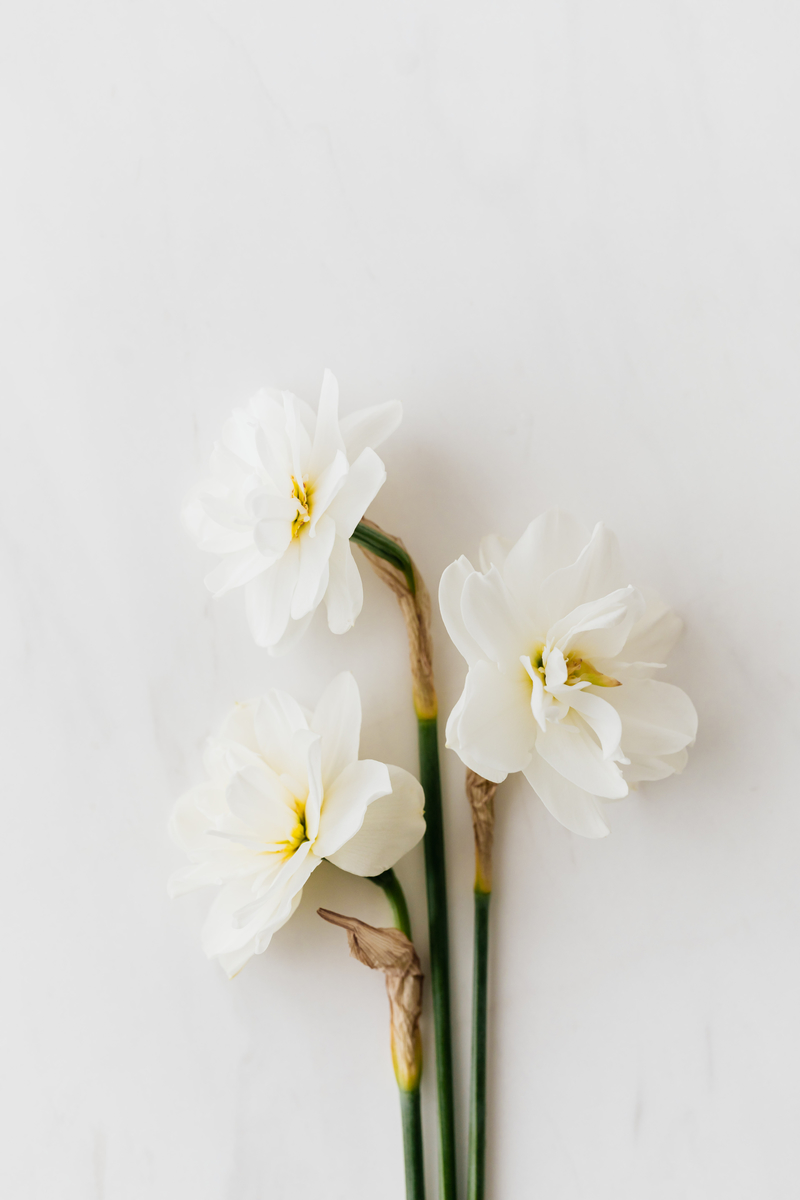 简单植物礼物水仙花白色背景