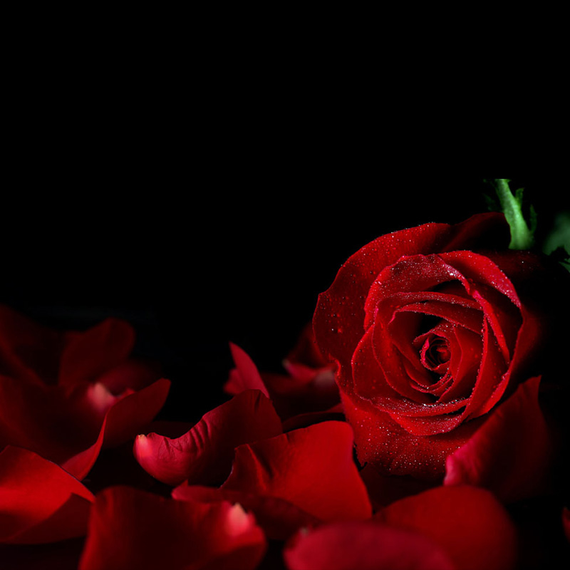 红玫瑰花瓣主图背景素材