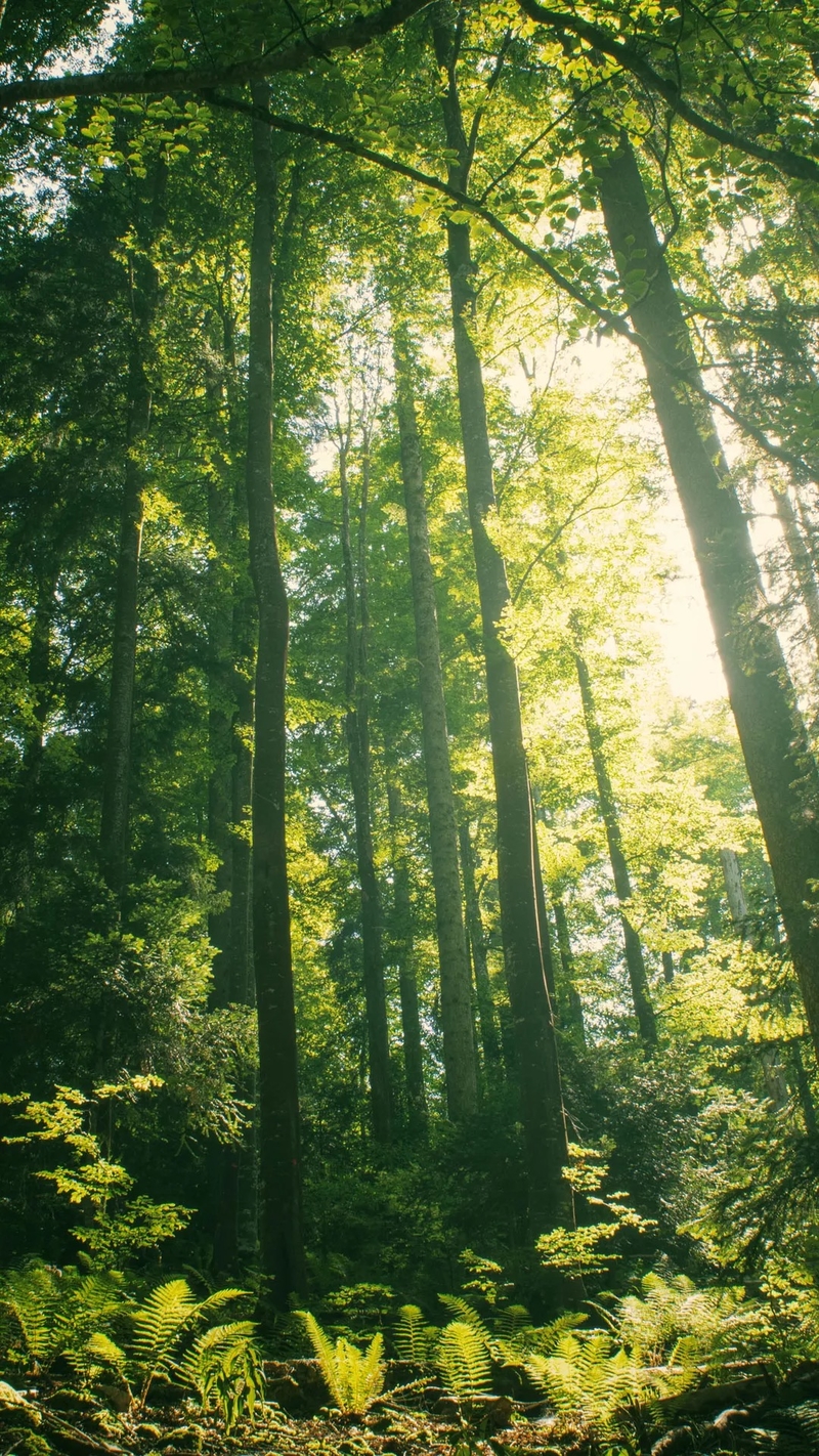 绿色森林阳光照射户外摄影H5背景