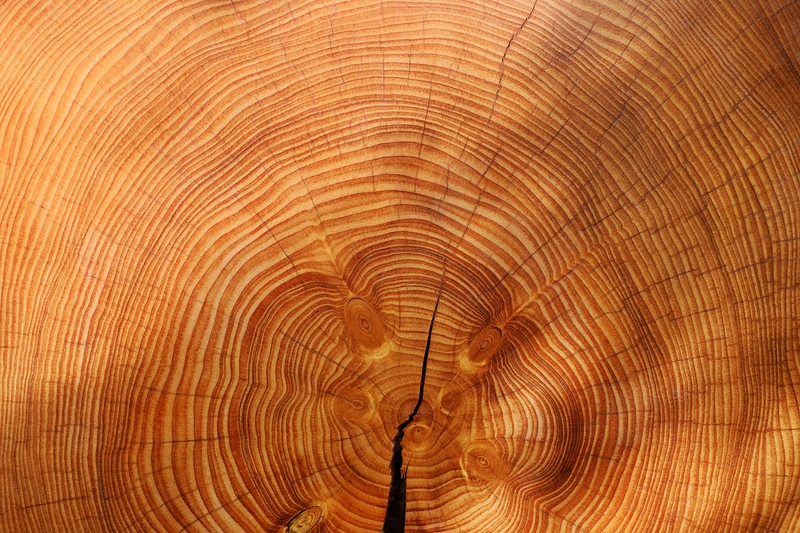 木纹 木材  木料  纹理  森林 树