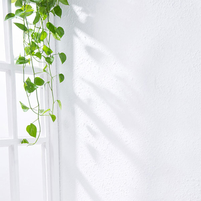 墙边植物背景