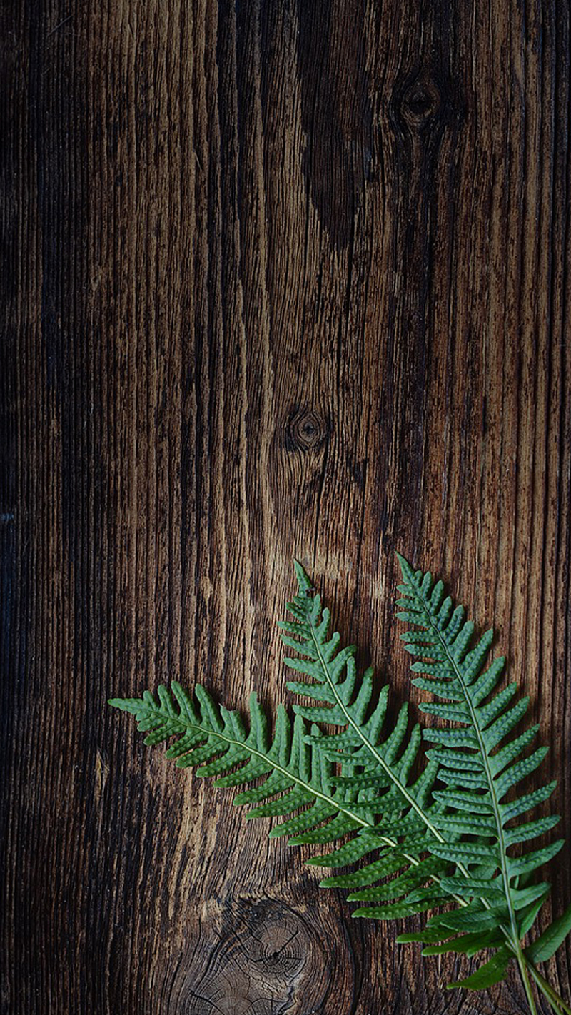 木板木纹树叶H5背景