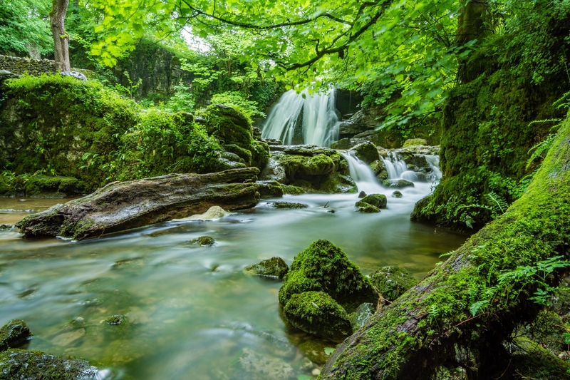 绿色森林瀑布自然风景