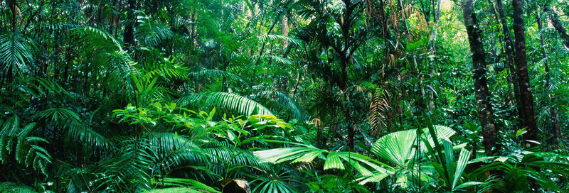 热带雨林风景banner壁纸