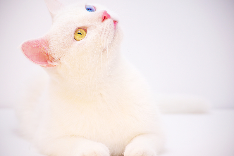 白色系可爱小猫咪