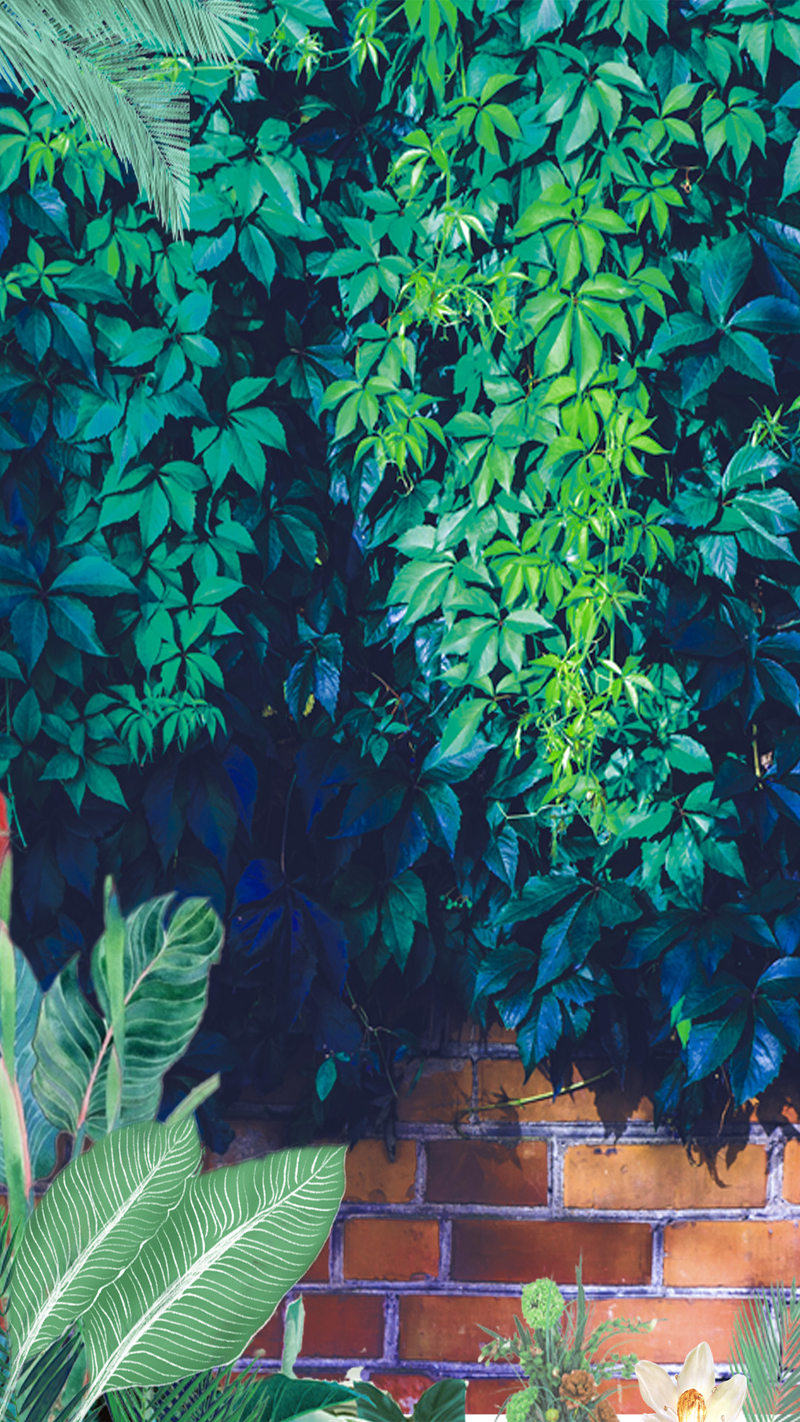 清新绿色树叶植物红色砖墙风景摄影