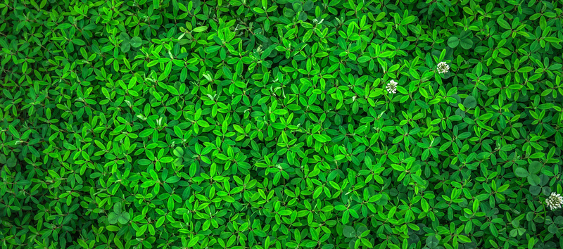 绿色清新植物平铺摄影