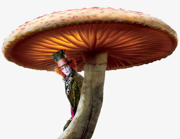 童话里的蘑菇
