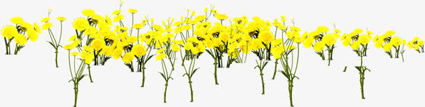 高清摄影黄色手绘花朵