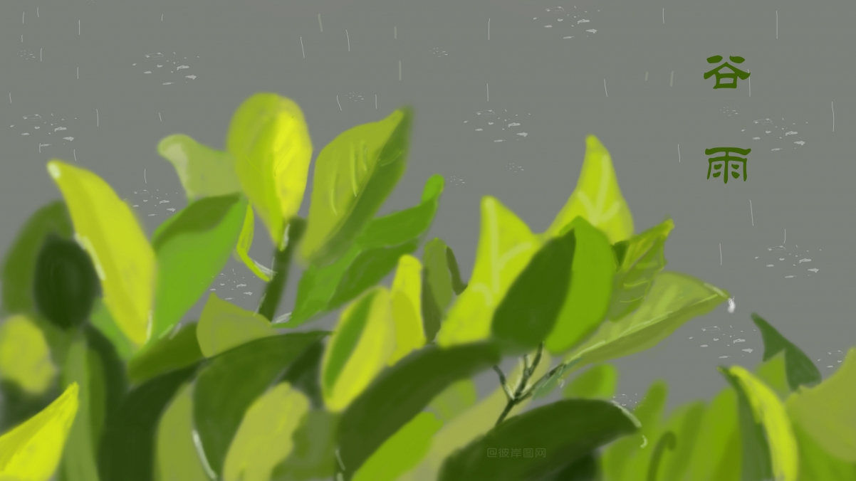 谷雨 绿色叶子 雨水 4k壁纸 原创