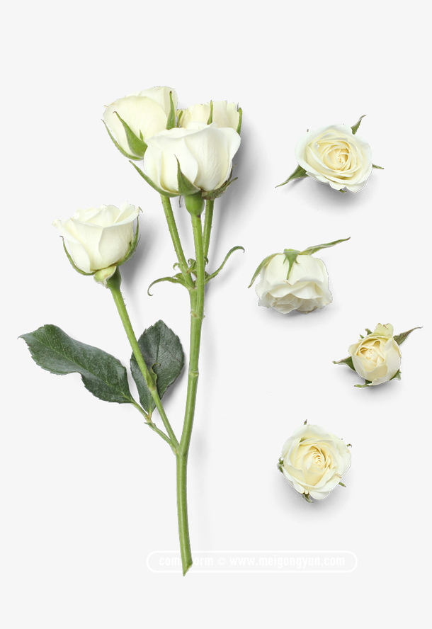 一束白色白玫瑰性感花枝