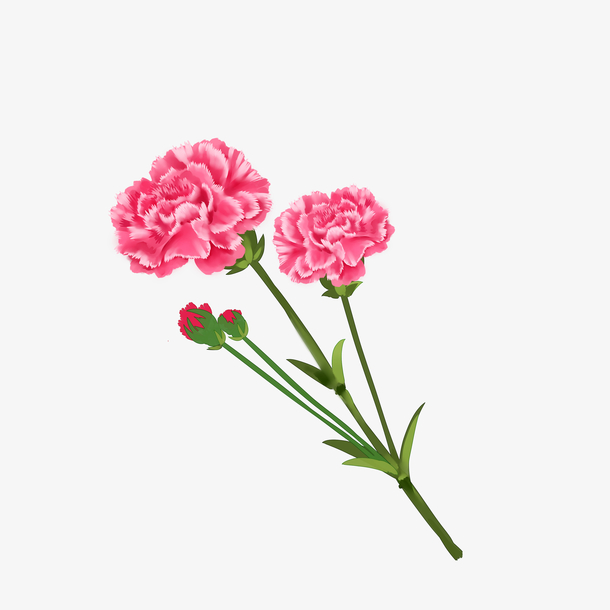 康乃馨母亲节花朵