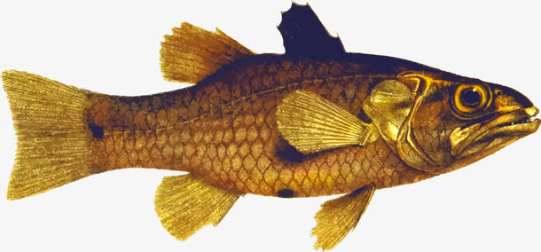 金黄色鱼矢量图