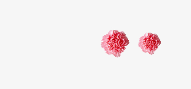 两朵粉色康乃馨