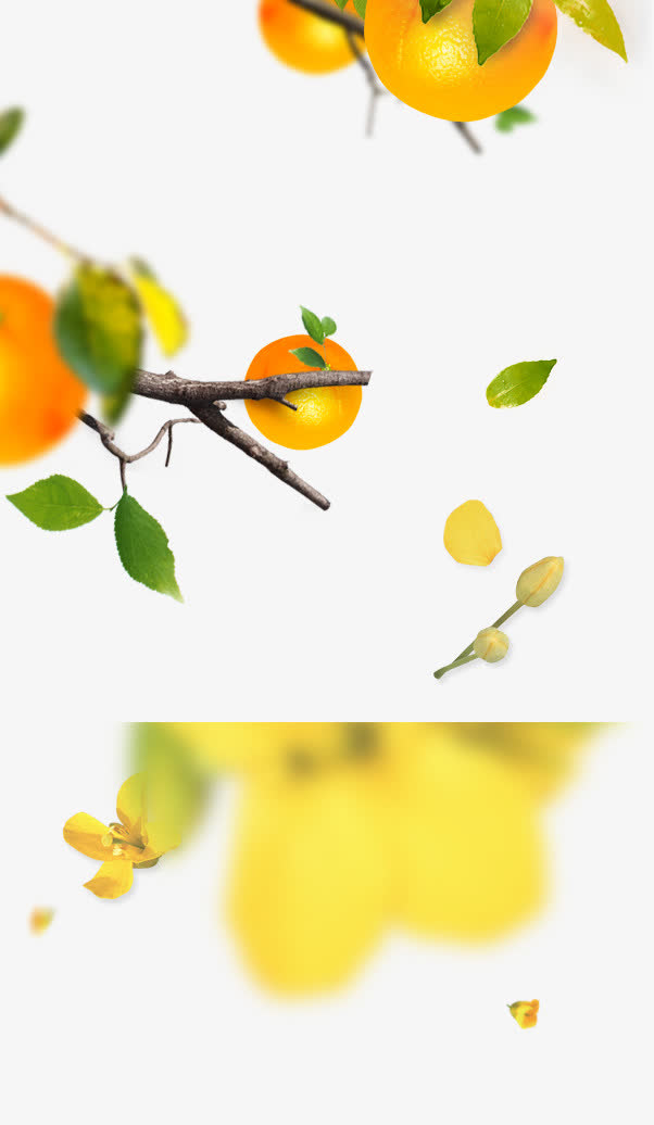 橙子水果树叶飘落素材
