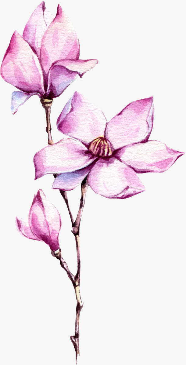 手绘紫色玉兰花装饰
