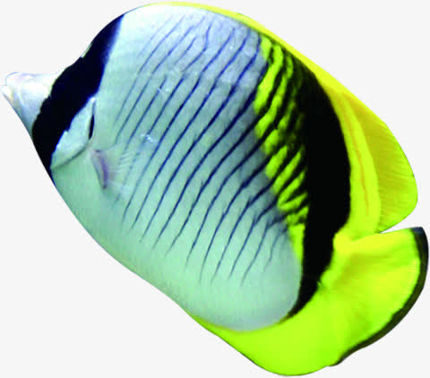 一个黄尾巴条纹状小丑鱼