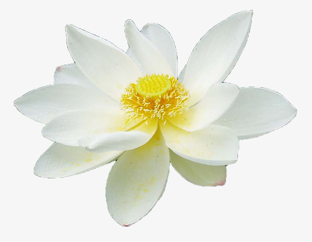 绽放白色黄色花蕊睡莲