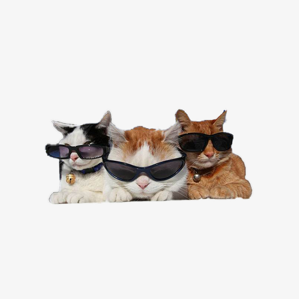 三只眼镜猫
