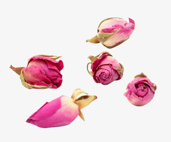 五颗法兰西玫瑰花苞图片素材