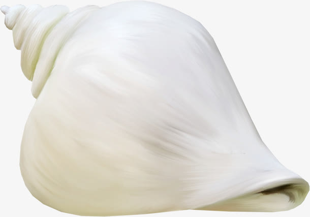 白色 海螺