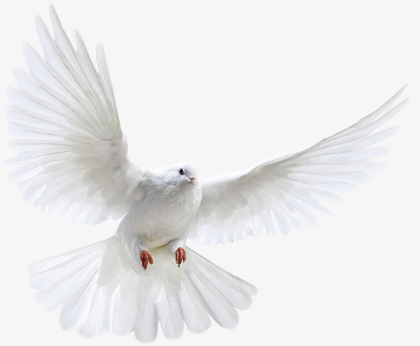 白色鸽子和平