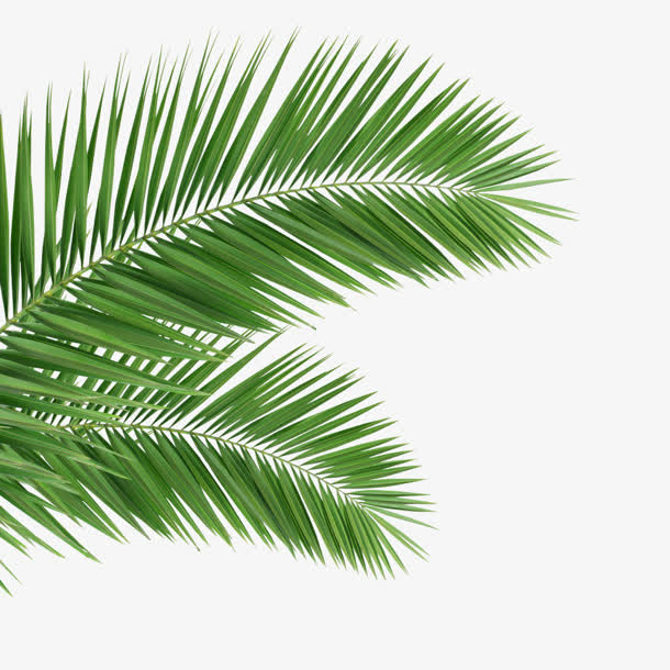 椰子叶绿色 树叶热带植物
