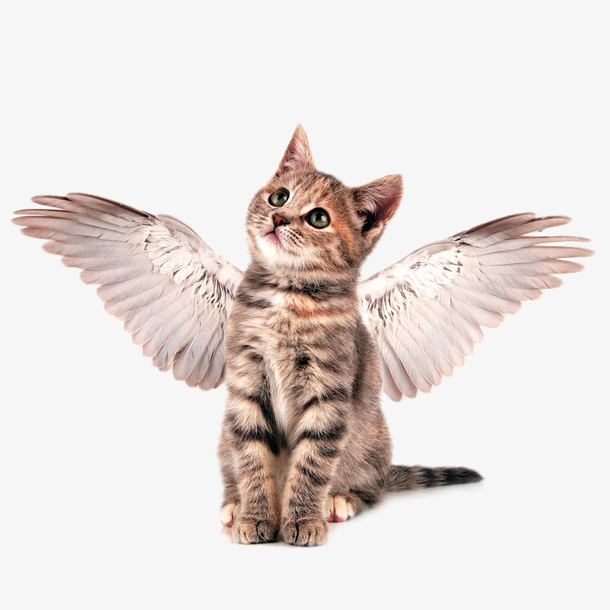长着翅膀的猫