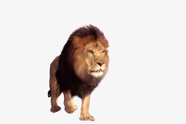 一头雄壮的狮子