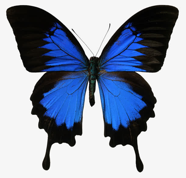 唯美蓝色蝴蝶古典素材
