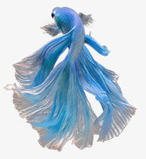 蓝色长尾金鱼