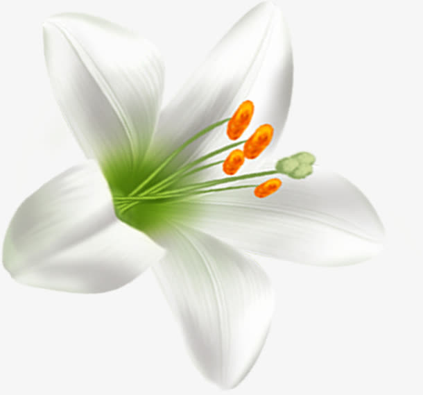 单朵百合花花朵白色