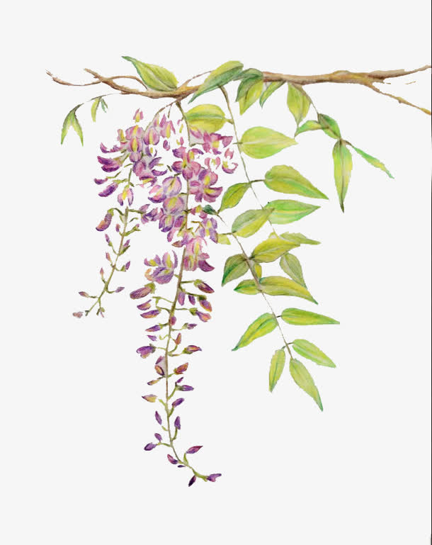 色彩手绘的紫藤花