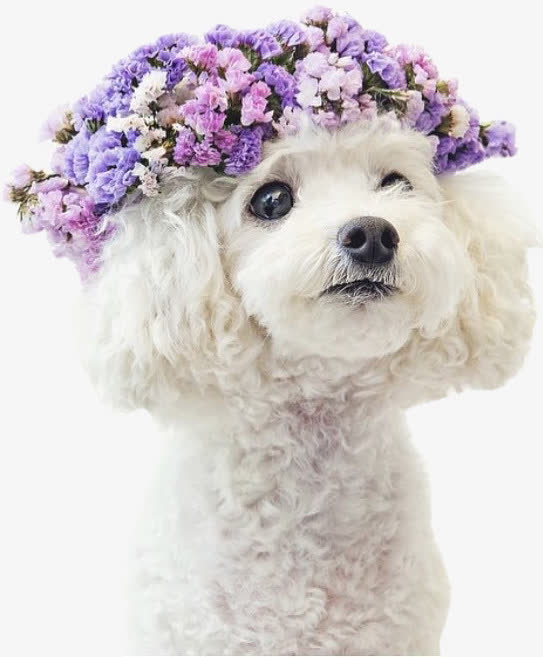 小狗头上的花朵