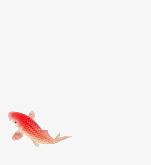 花鸟鱼红色鲤鱼